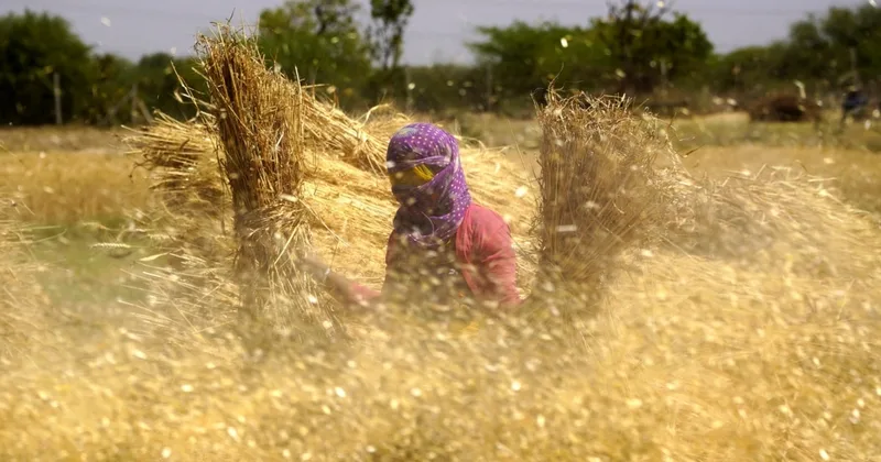 It's Time to 'Separate the Wheat from the Chaff'