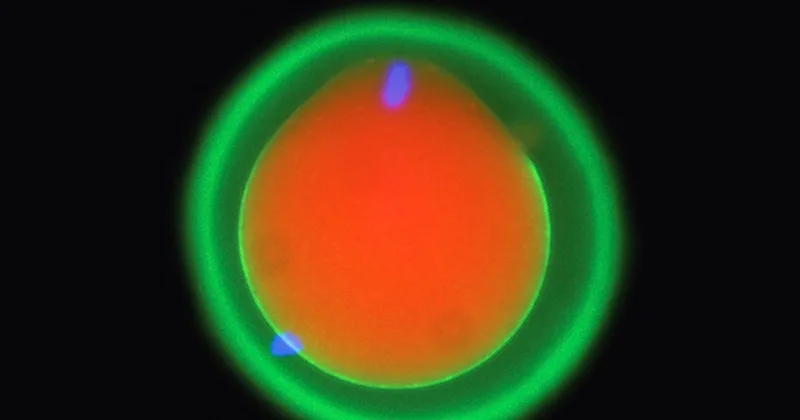 Study Finds How Egg and Sperm Connect