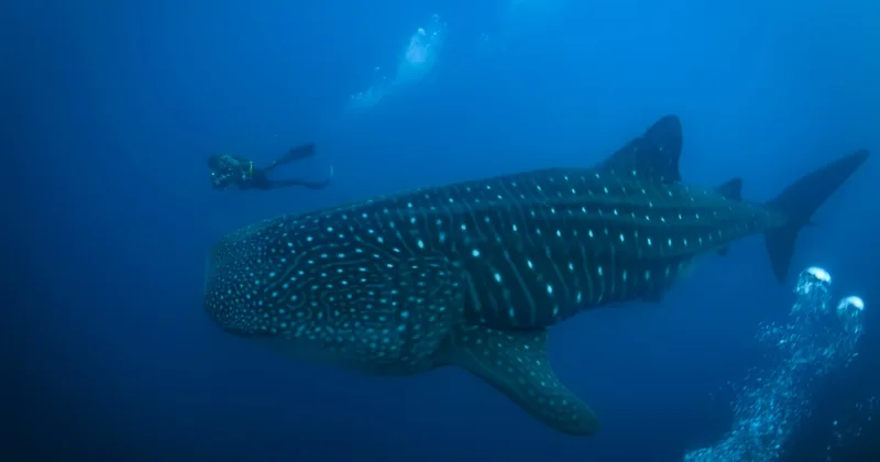 Ecuador’s Galapagos Islands Face Many Threats