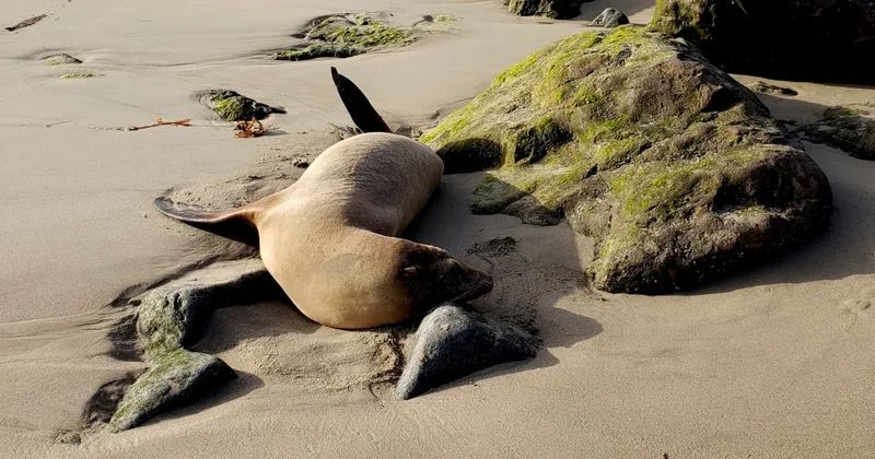 Algae Blamed for Sickening California Sea Lions