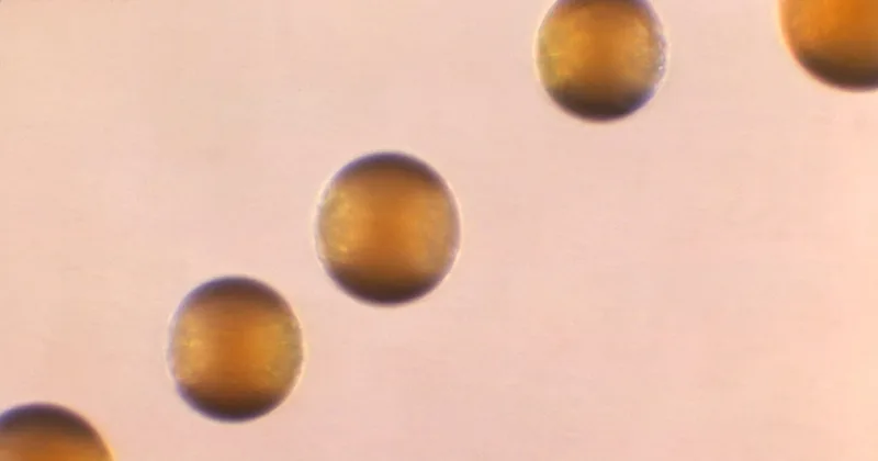 US Officials Warn of Increase in Bacterial Illnesses That Could Be Deadly