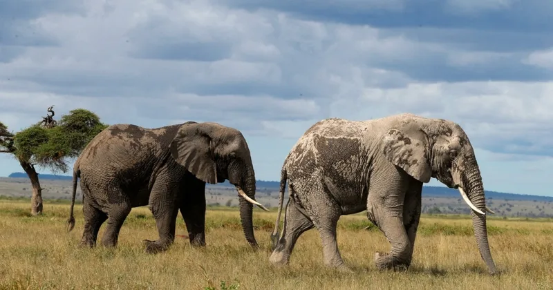 Researchers: Huge Drop in African Elephants