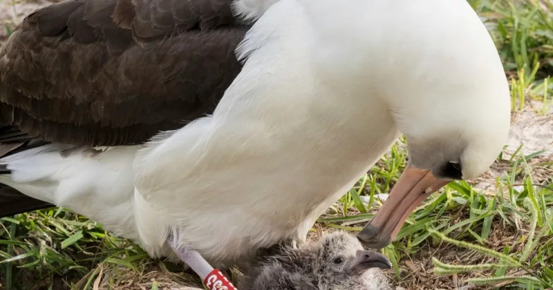 Why Is This Bird a 'Burden'?