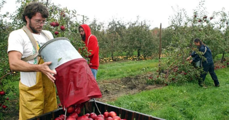 Researchers in Michigan Aim to Grow Stronger Apple Trees