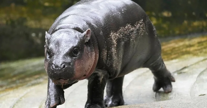 Baby Hippo in Thailand Gets Official Song for Worldwide Fans