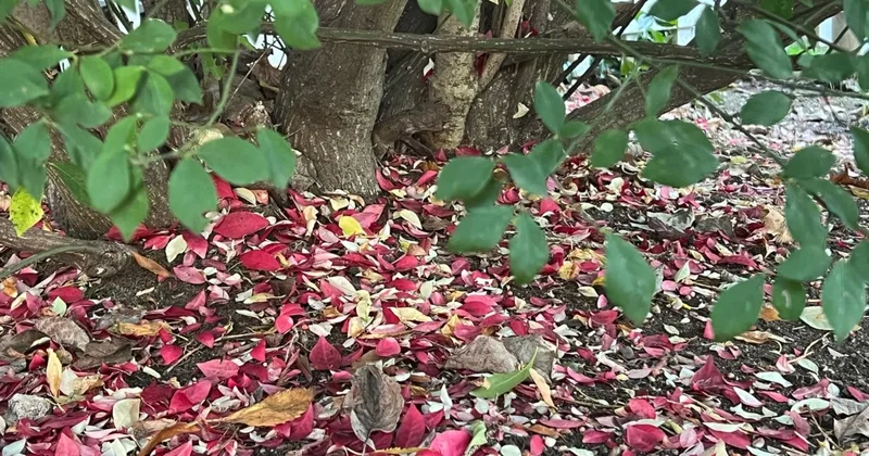 Should You ‘Leave the Leaves’ on the Ground?