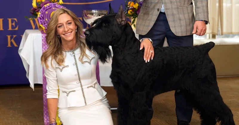 The Westminster Kennel Club Dog Show, the ‘Super Bowl’ of Dog Shows
