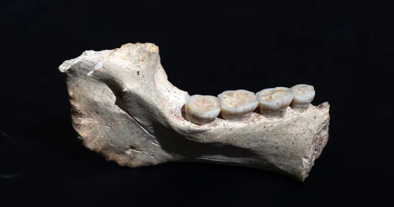 Този древен човек може да е в основата на родословното дърво на Homo sapiens
