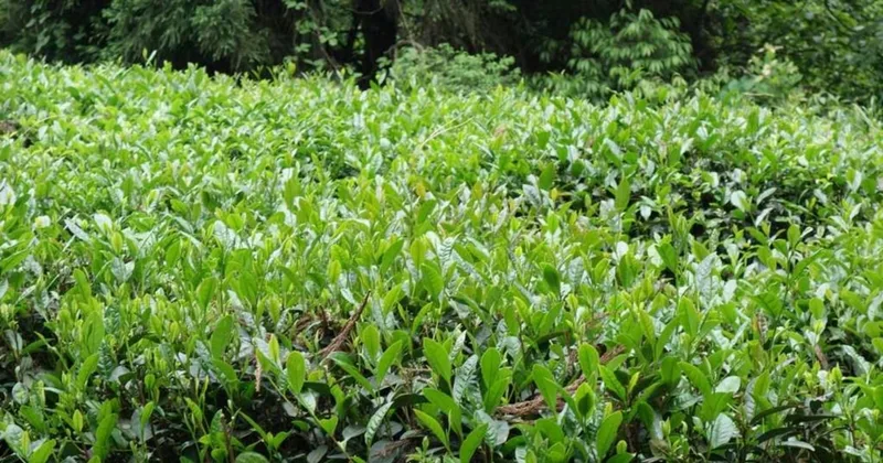 Grow Your Own Tea Plants Year-round