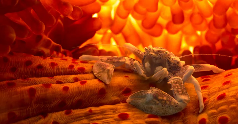 Български фотограф с отличие от Underwater Photographer of the Year 2026