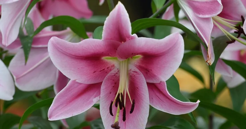 No Need to 'Gild the Lily'