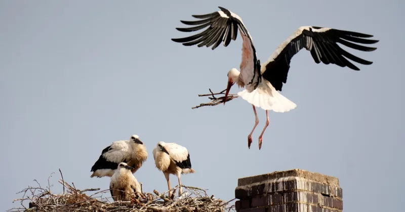 What Is 'Empty Nest Syndrome'?