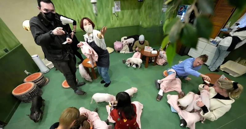 Japan's Cafés Where People Can Pet Pigs