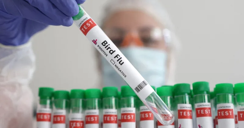 Scientists Test mRNA Vaccines to Protect Against Bird Flu