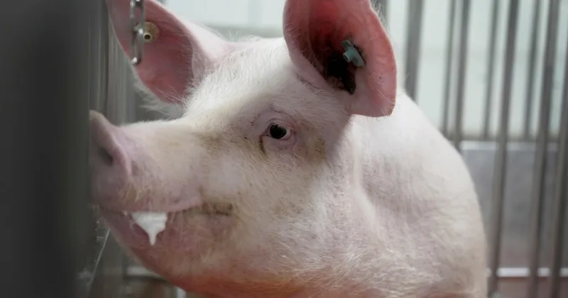 US Research Farm Raises Pigs to Produce Organs for Humans