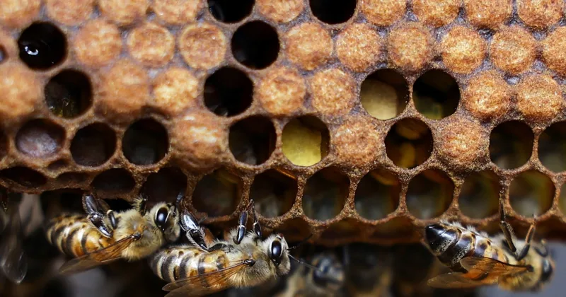Colombian Scientists Develop Substance to Protect Bees from Chemicals