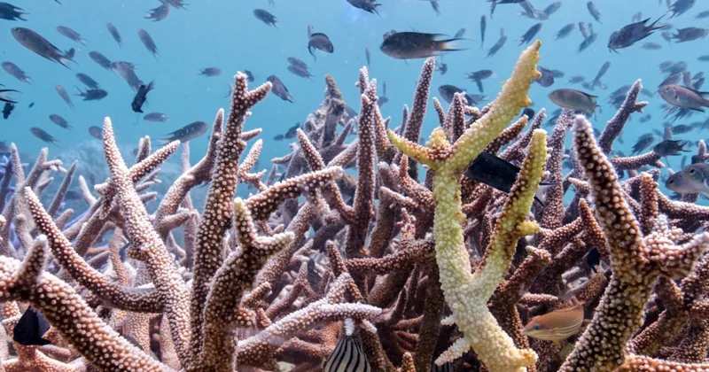 Study: Deep Ocean Heatwaves Highly 'Under-reported'