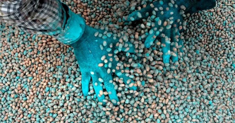 In Changing Climate, Scientists Develop Stronger Seeds for India