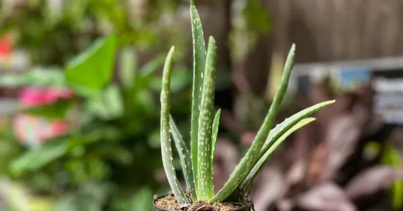 Easy Houseplants for Forgetful Caregivers
