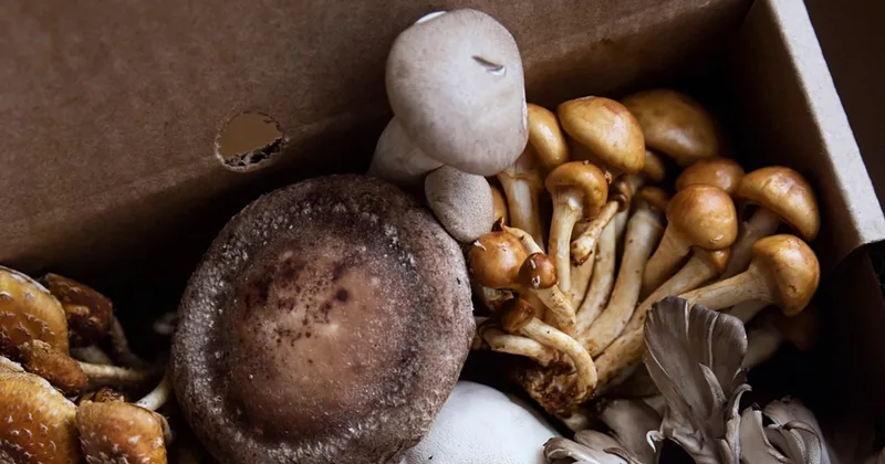 How to Grow Mushrooms Indoors