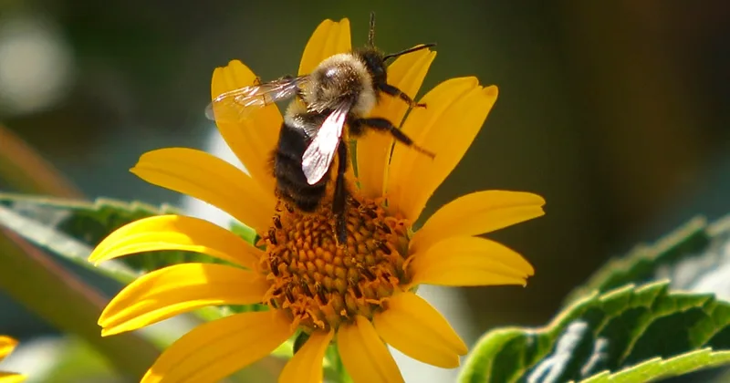 'Fresh As a Daisy,' Other Daisy Expressions