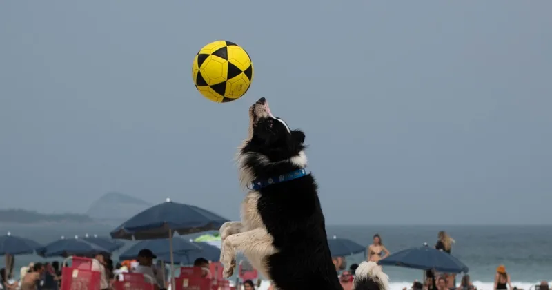 Brazilian Dog Excels at Footvolley