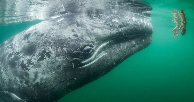 20 зашеметяващи кадъра от архивите на National Geographic