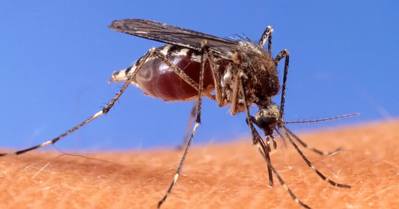 What Is the Oropouche Virus Found in US Travelers to Cuba?