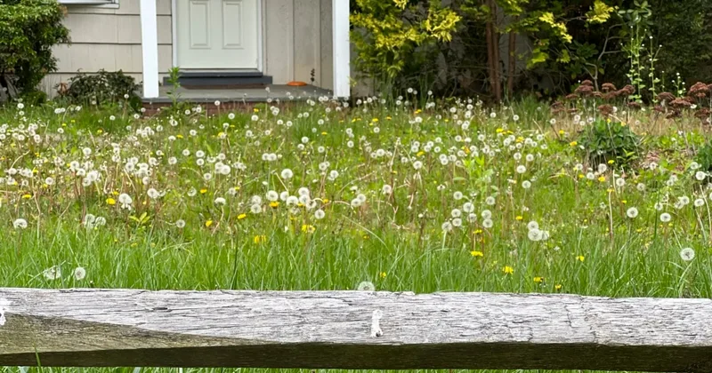 A Guide to Recovering Overgrown Garden