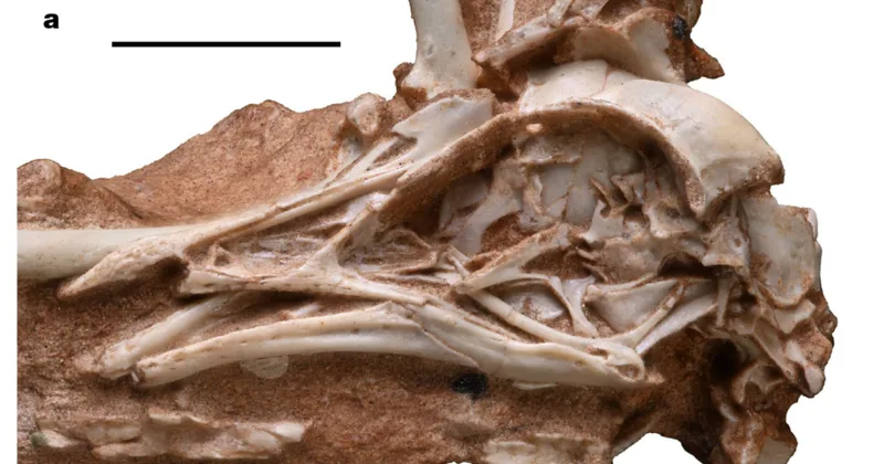 Fossil Found in Brazil Shows Birds’ Brain Development