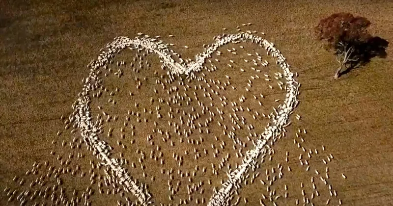 Let Something 'Pull at Your Heartstrings'