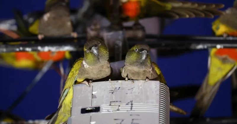 Argentine Town Struggles with Parrot Invasion