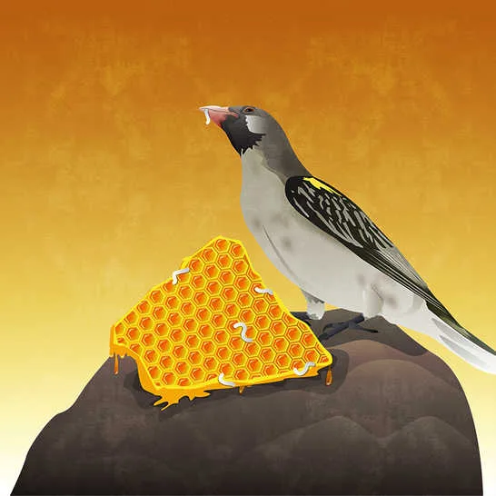 The Honeyguide’s revenge