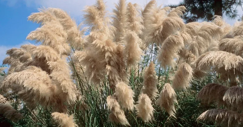 How Gardeners Can Reduce Risk of Fire