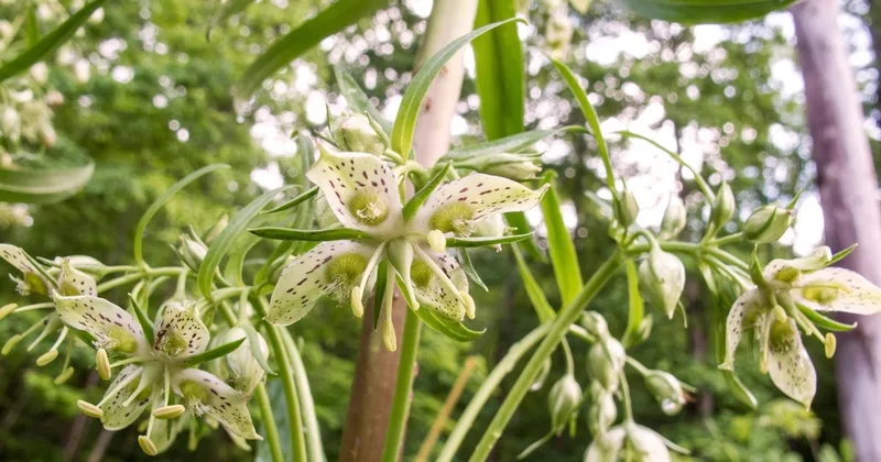Some Plants Grow for a Long Time to Flower Only Once