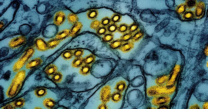 How Serious Is Bird Flu Outbreak?