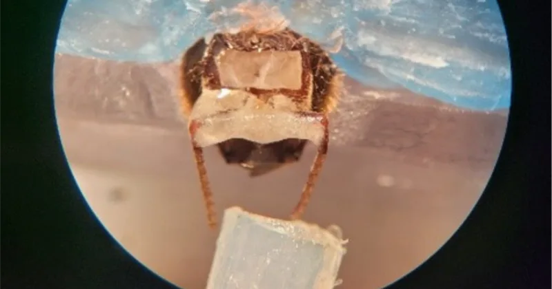 Can Bees, Dogs Identify Cancer Earlier Than Machines?