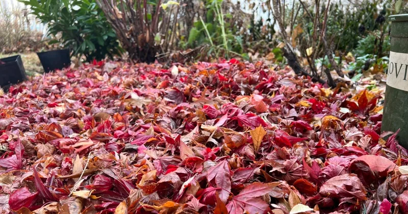 Winter Work for the Gardeners
