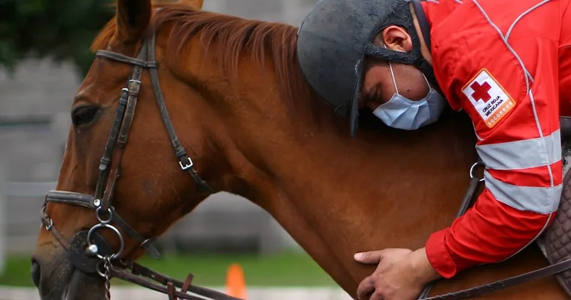 'Straight from the Horse's Mouth'